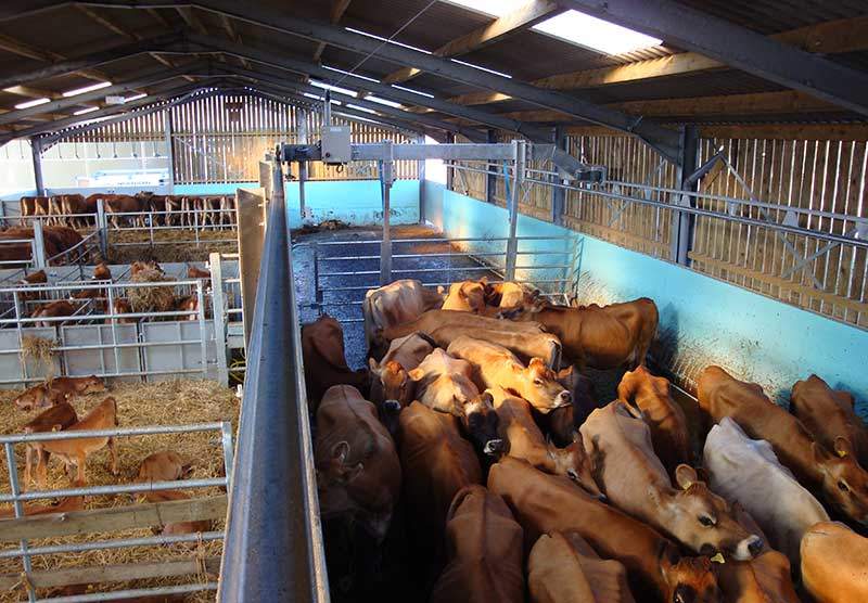 Livestock Management Cowcare Systems Ireland